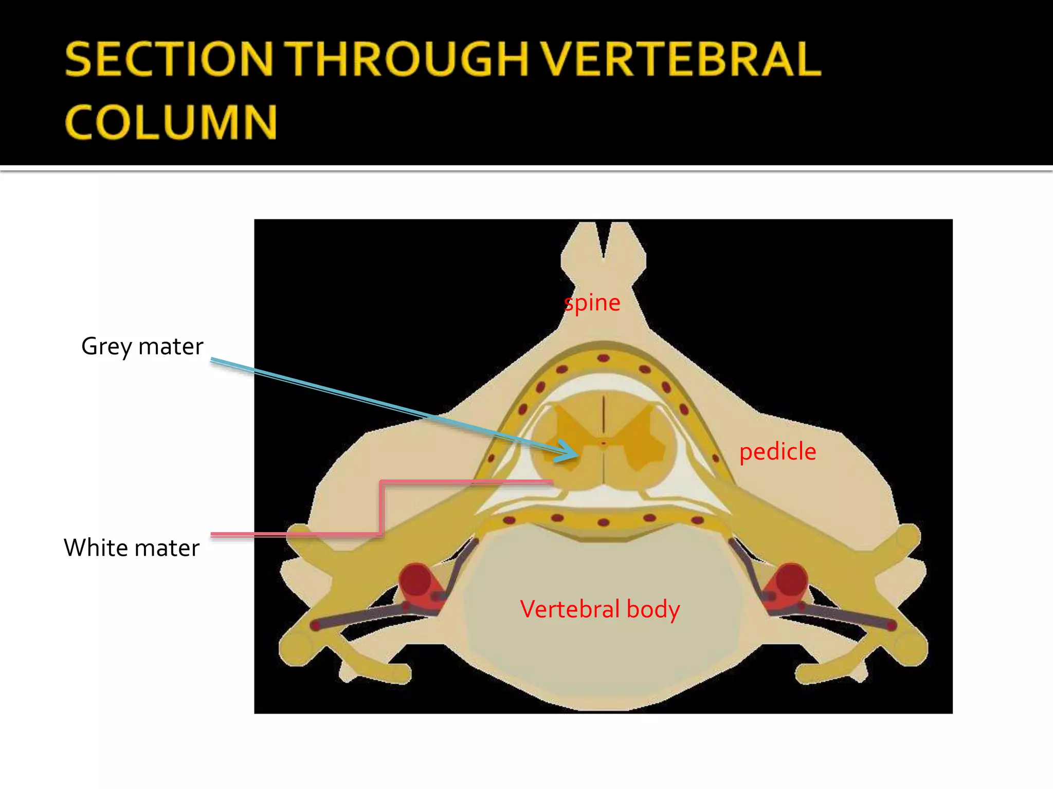 Vertebral body
pedicle
spine
laminaGrey mater
White mater
 
