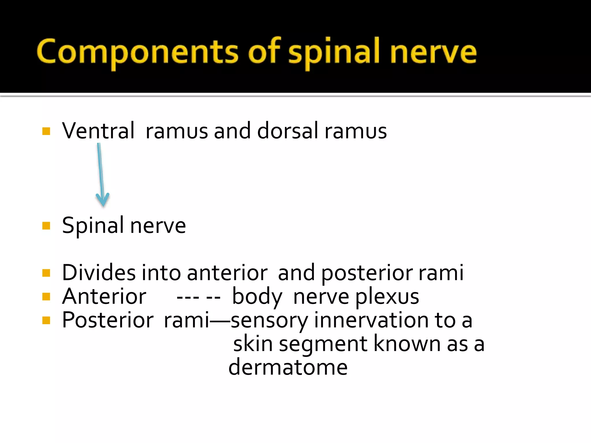  Ventral ramus and dorsal ramus
 Spinal nerve
 Divides into anterior and posterior rami
 Anterior --- -- body nerve plexus
 Posterior rami—sensory innervation to a
skin segment known as a
dermatome
 