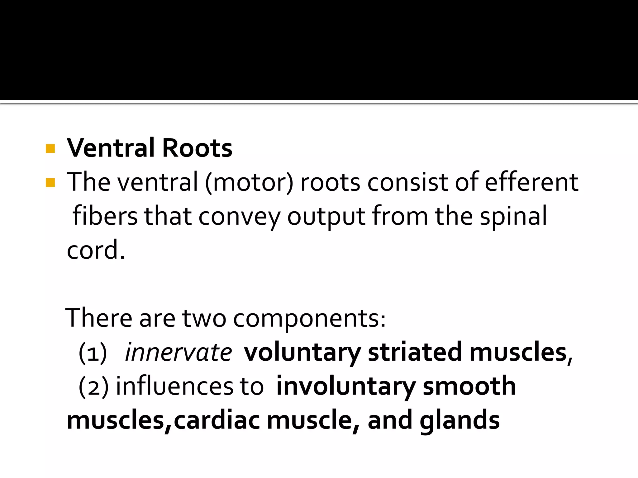  Ventral Roots
 The ventral (motor) roots consist of efferent
fibers that convey output from the spinal
cord.
There are two components:
(1) innervate voluntary striated muscles,
(2) influences to involuntary smooth
muscles,cardiac muscle, and glands
 