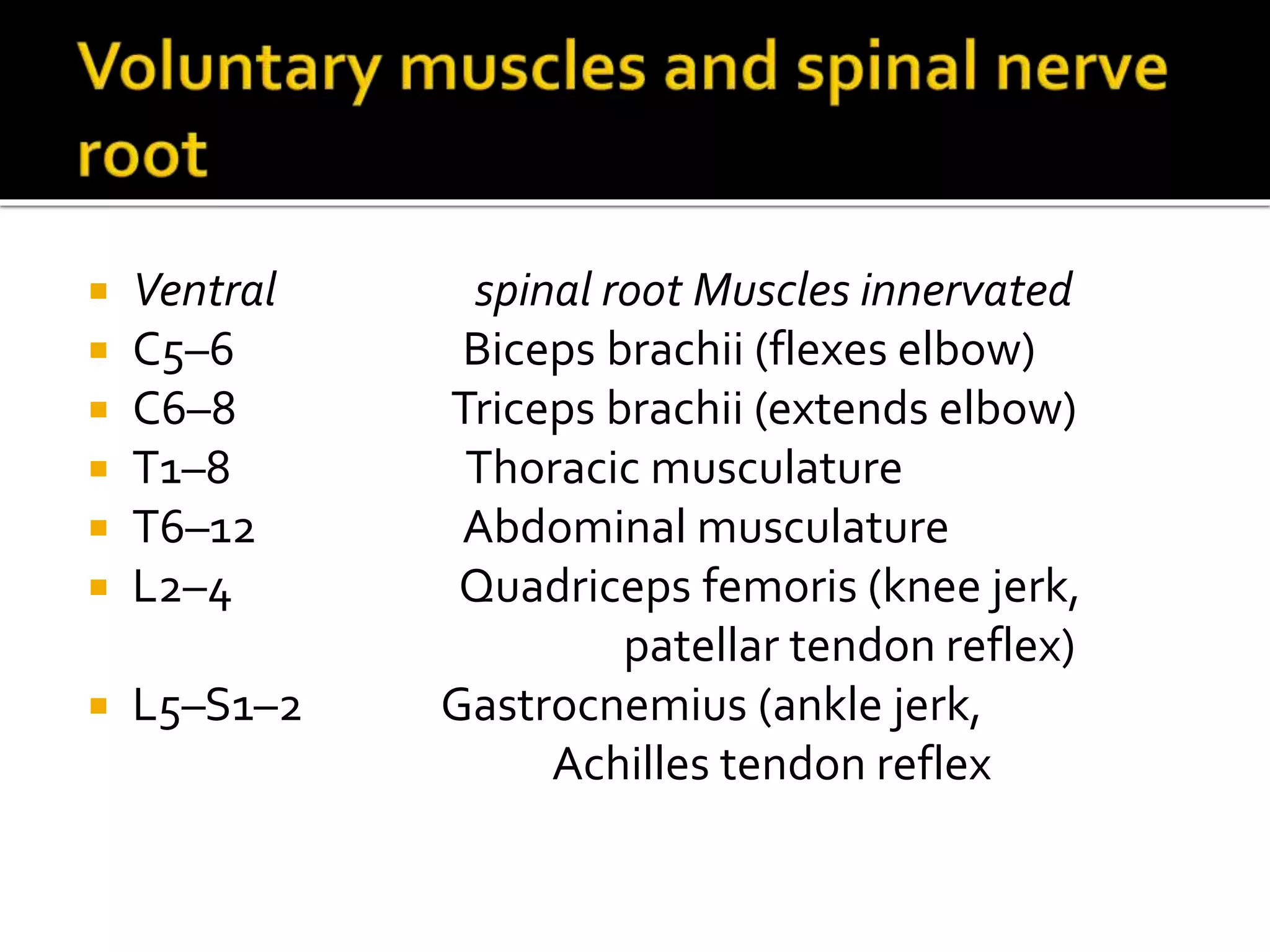  Ventral spinal root Muscles innervated
 C5–6 Biceps brachii (flexes elbow)
 C6–8 Triceps brachii (extends elbow)
 T1–8 Thoracic musculature
 T6–12 Abdominal musculature
 L2–4 Quadriceps femoris (knee jerk,
patellar tendon reflex)
 L5–S1–2 Gastrocnemius (ankle jerk,
Achilles tendon reflex
 