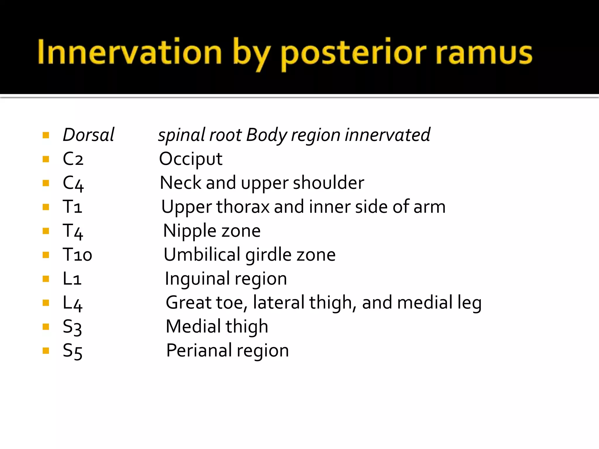 Dorsal spinal root Body region innervated
 C2 Occiput
 C4 Neck and upper shoulder
 T1 Upper thorax and inner side of arm
 T4 Nipple zone
 T10 Umbilical girdle zone
 L1 Inguinal region
 L4 Great toe, lateral thigh, and medial leg
 S3 Medial thigh
 S5 Perianal region
 