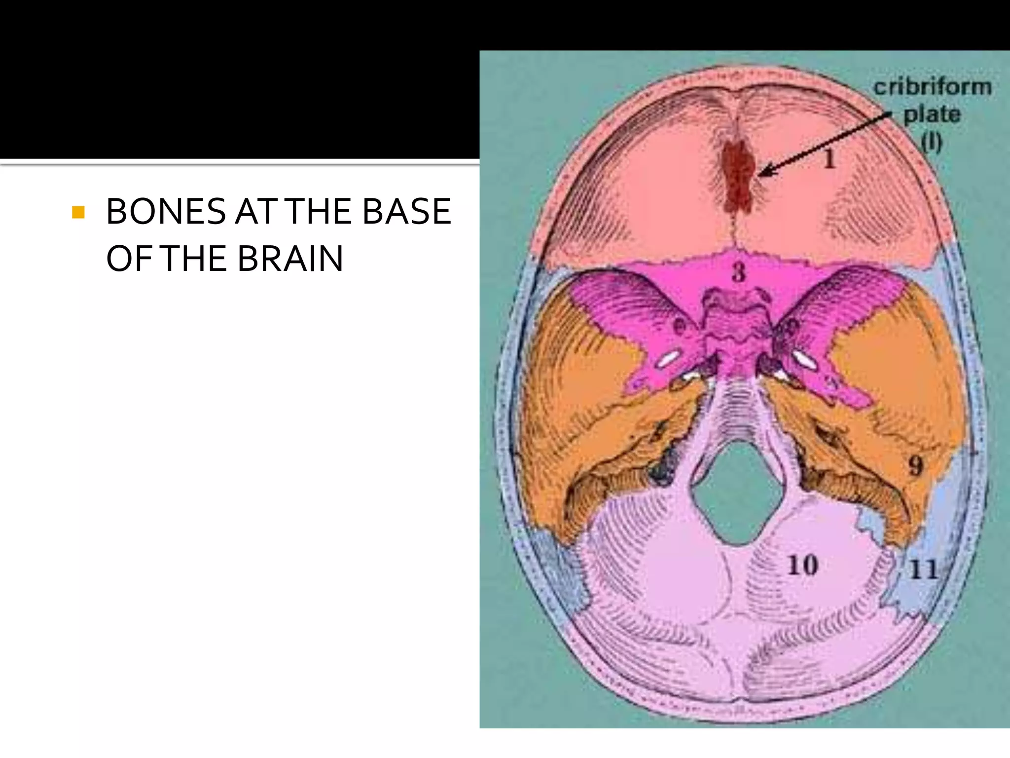  BONES ATTHE BASE
OFTHE BRAIN
 