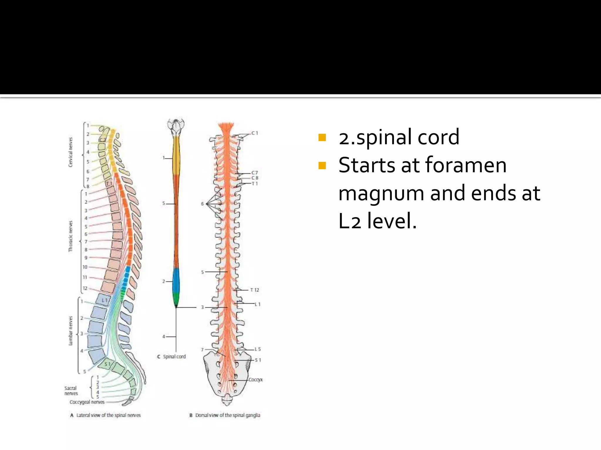  2.spinal cord
 Starts at foramen
magnum and ends at
L2 level.
 