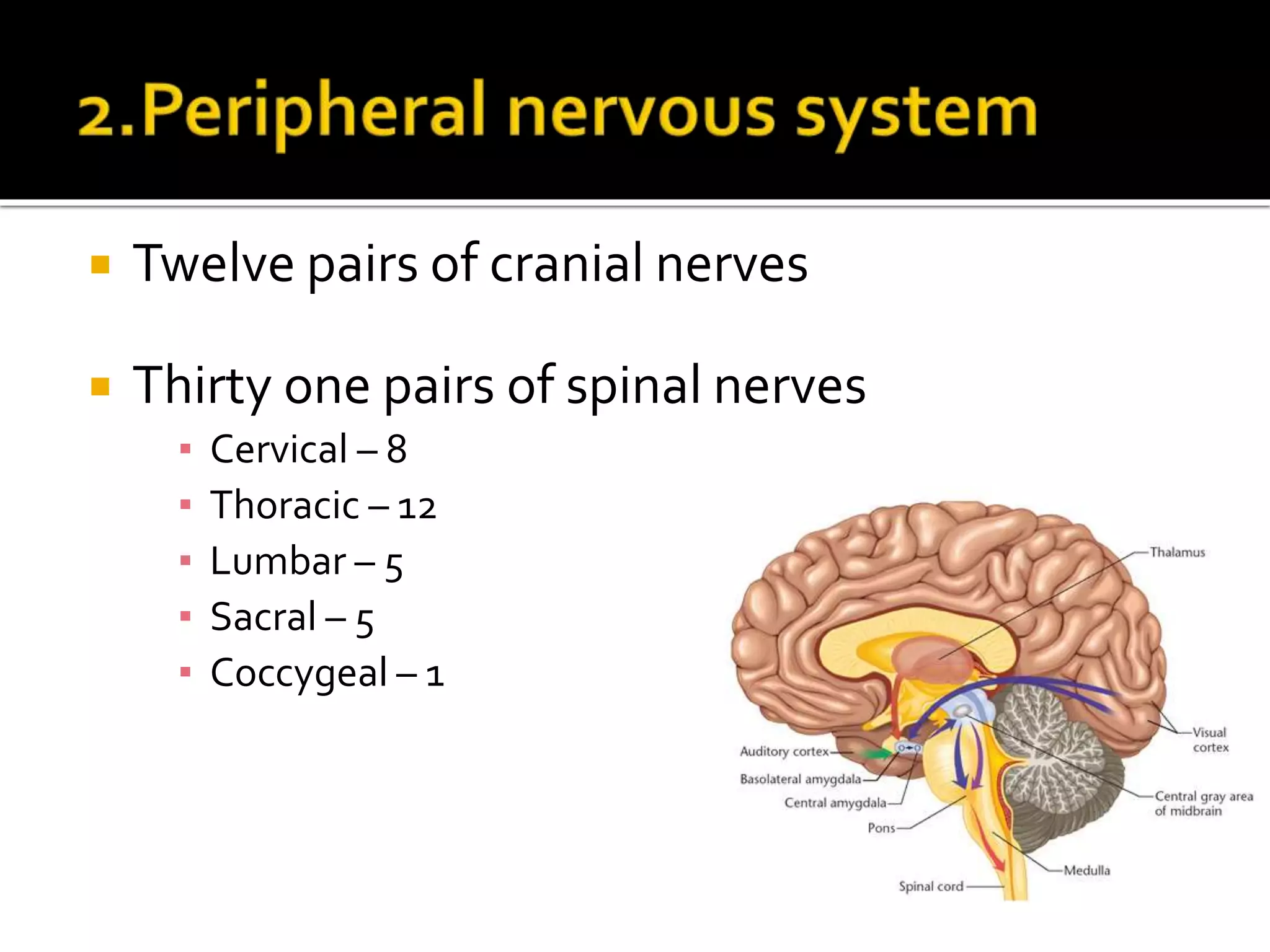  Twelve pairs of cranial nerves
 Thirty one pairs of spinal nerves
▪ Cervical – 8
▪ Thoracic – 12
▪ Lumbar – 5
▪ Sacral – 5
▪ Coccygeal – 1
 
