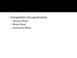  Composition of a spinal nerve
▪ Sensory fibres
▪ Motor fibres
▪ Autonomic fibres
 