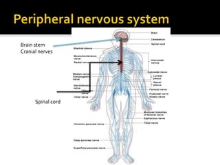 Brain stem
Cranial nerves
Spinal cord
 