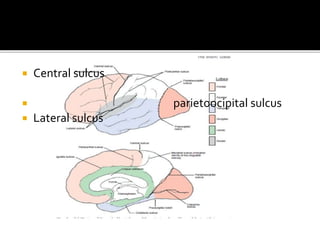  Central sulcus
 parietoocipital sulcus
 Lateral sulcus
 