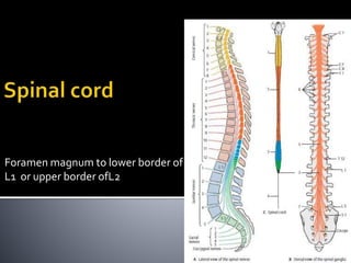 Foramen magnum to lower border of
L1 or upper border ofL2
 