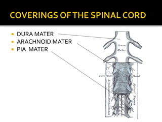  DURA MATER
 ARACHNOID MATER
 PIA MATER
 