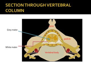Vertebral body
pedicle
spine
laminaGrey mater
White mater
 
