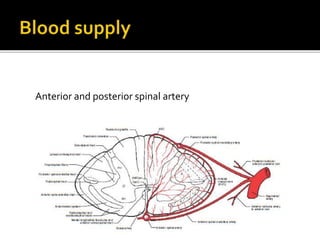 Anterior and posterior spinal artery
 
