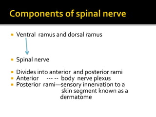  Ventral ramus and dorsal ramus
 Spinal nerve
 Divides into anterior and posterior rami
 Anterior --- -- body nerve plexus
 Posterior rami—sensory innervation to a
skin segment known as a
dermatome
 