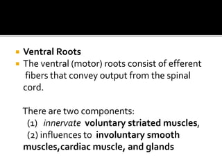  Ventral Roots
 The ventral (motor) roots consist of efferent
fibers that convey output from the spinal
cord.
There are two components:
(1) innervate voluntary striated muscles,
(2) influences to involuntary smooth
muscles,cardiac muscle, and glands
 