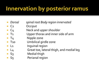  Dorsal spinal root Body region innervated
 C2 Occiput
 C4 Neck and upper shoulder
 T1 Upper thorax and inner side of arm
 T4 Nipple zone
 T10 Umbilical girdle zone
 L1 Inguinal region
 L4 Great toe, lateral thigh, and medial leg
 S3 Medial thigh
 S5 Perianal region
 
