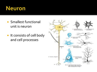  Smallest functional
unit is neuron
 It consists of cell body
and cell processes
 