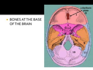  BONES ATTHE BASE
OFTHE BRAIN
 