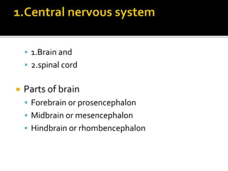  1.Brain and
 2.spinal cord
 Parts of brain
 Forebrain or prosencephalon
 Midbrain or mesencephalon
 Hindbrain or rhombencephalon
 