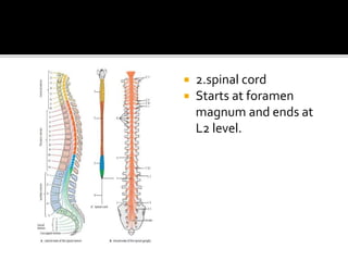  2.spinal cord
 Starts at foramen
magnum and ends at
L2 level.
 