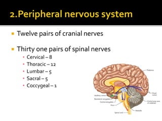  Twelve pairs of cranial nerves
 Thirty one pairs of spinal nerves
▪ Cervical – 8
▪ Thoracic – 12
▪ Lumbar – 5
▪ Sacral – 5
▪ Coccygeal – 1
 