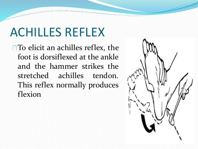 Central nervous system vidhya