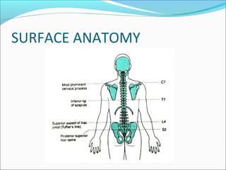 SURFACE ANATOMY
 