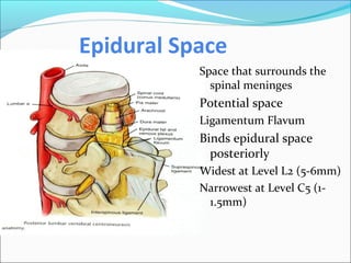 Epidural Space
Space that surrounds the
spinal meninges
Potential space
Ligamentum Flavum
Binds epidural space
posteriorly
Widest at Level L2 (5-6mm)
Narrowest at Level C5 (1-
1.5mm)
 