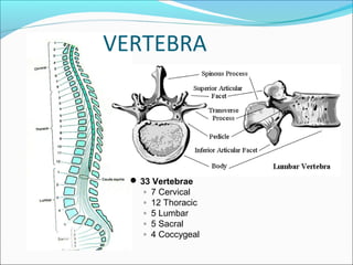 VERTEBRA
 33 Vertebrae
◦ 7 Cervical
◦ 12 Thoracic
◦ 5 Lumbar
◦ 5 Sacral
◦ 4 Coccygeal
 