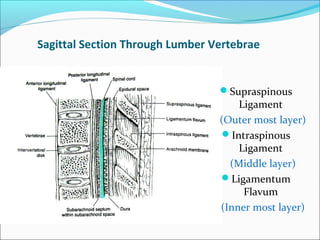 Sagittal Section Through Lumber Vertebrae
Supraspinous
Ligament
(Outer most layer)
Intraspinous
Ligament
(Middle layer)
Ligamentum
Flavum
(Inner most layer)
 