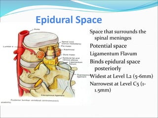 Epidural Space
Space that surrounds the
spinal meninges
Potential space
Ligamentum Flavum
Binds epidural space
posteriorly
Widest at Level L2 (5-6mm)
Narrowest at Level C5 (1-
1.5mm)
 