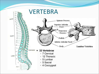 VERTEBRA
 33 Vertebrae
◦ 7 Cervical
◦ 12 Thoracic
◦ 5 Lumbar
◦ 5 Sacral
◦ 4 Coccygeal
 