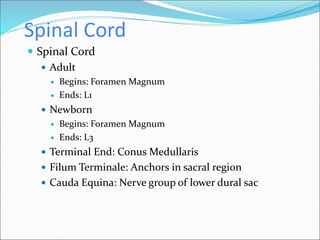Spinal Cord
 Spinal Cord
 Adult
 Begins: Foramen Magnum
 Ends: L1
 Newborn
 Begins: Foramen Magnum
 Ends: L3
 Terminal End: Conus Medullaris
 Filum Terminale: Anchors in sacral region
 Cauda Equina: Nerve group of lower dural sac
 