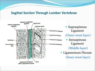 Sagittal Section Through Lumber Vertebrae
 Supraspinous
Ligament
(Outer most layer)
 Intraspinous
Ligament
(Middle layer)
 Ligamentum Flavum
(Inner most layer)
 