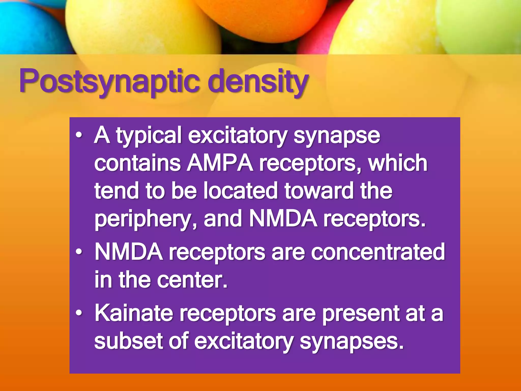 Postsynaptic density
• A typical excitatory synapse
contains AMPA receptors, which
tend to be located toward the
periphery, and NMDA receptors.
• NMDA receptors are concentrated
in the center.
• Kainate receptors are present at a
subset of excitatory synapses.
 