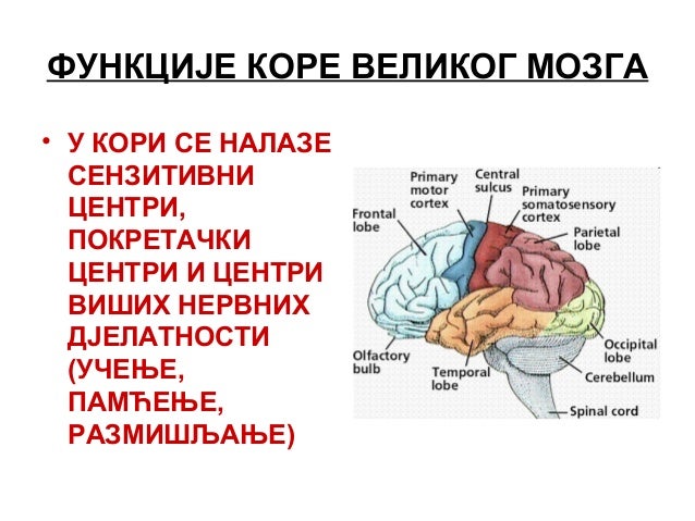 Centralni nervni sistem