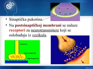 • Sinaptička pukotina.
• Na postsinaptičkoj membrani se nalaze
receptori za neurotransmitere koji se
oslobađaju iz vezikula.
 
