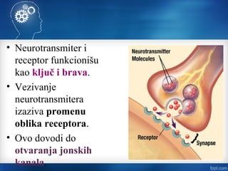 • Neurotransmiter i
receptor funkcionišu
kao ključ i brava.
• Vezivanje
neurotransmitera
izaziva promenu
oblika receptora.
• Ovo dovodi do
otvaranja jonskih
kanala.
 