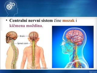 • Centralni nervni sistem čine mozak i
kičmena moždina.
 