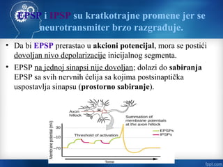EPSP i IPSP su kratkotrajne promene jer se
neurotransmiter brzo razgrađuje.
• Da bi EPSP prerastao u akcioni potencijal, mora se postići
dovoljan nivo depolarizacije inicijalnog segmenta.
• EPSP na jednoj sinapsi nije dovoljan; dolazi do sabiranja
EPSP sa svih nervnih ćelija sa kojima postsinaptička
uspostavlja sinapsu (prostorno sabiranje).
 