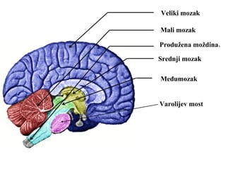 Veliki mozak
Mali mozak
Srednji mozak
Varolijev most
Međumozak
Produžena moždina
 