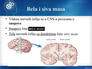 Bela i siva masa
• Vlakna nervnih ćelija su u CNS-u povezana u
snopove.
• Snopovi čine
• Tela nervnih ćelija sa dendritima čine
BELU MASU
SIVU MASU
 