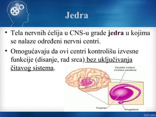 Jedra
• Tela nervnih ćelija u CNS-u grade jedra u kojima
se nalaze određeni nervni centri.
• Omogućavaju da ovi centri kontrolišu izvesne
funkcije (disanje, rad srca) bez uključivanja
čitavog sistema.
 