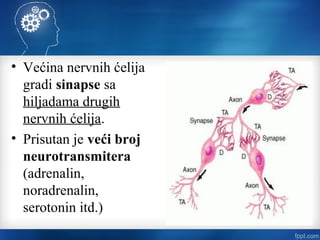 • Većina nervnih ćelija
gradi sinapse sa
hiljadama drugih
nervnih ćelija.
• Prisutan je veći broj
neurotransmitera
(adrenalin,
noradrenalin,
serotonin itd.)
 