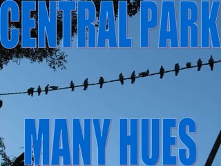 CENTRAL PARK MANY HUES 
