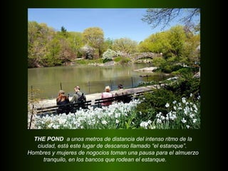 THE POND  a unos metros de distancia del intenso ritmo de la  ciudad, está este lugar de descanso llamado “el estanque”.  Hombres y mujeres de nogocios toman una pausa para el almuerzo tranquilo, en los bancos que rodean el estanque.  