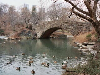 The pond 