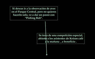 Si deseas ir a la observación de aves
en el Parque Central, pero no quieres
hacerlo solo, ve a dar un paseo con
"Pishing Bob".
Se trata de una competición especial,
abierto a los asistentes de Keiran café
a la mañana , a beneficio .
 