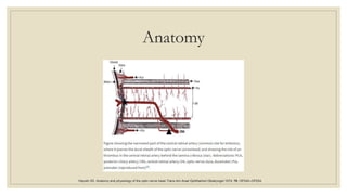 Anatomy
Hayreh SS. Anatomy and physiology of the optic nerve head.Trans Am Acad Ophthalmol Otolaryngol 1974; 78: OP240–OP254.
 
