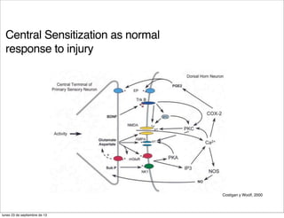 Central Sensitization as normal
response to injury
Costigan y Woolf, 2000
lunes 23 de septiembre de 13
 