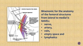 Mnemonic for the anatomy
of the femoral structures
from lateral to medial is
NAVEL:
• nerve,
• artery,
• vein,
• empty space and
• lymphatics
 