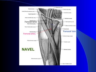 Femoral artery
Femoral nerve
Femoral Vein
NAVEL
 